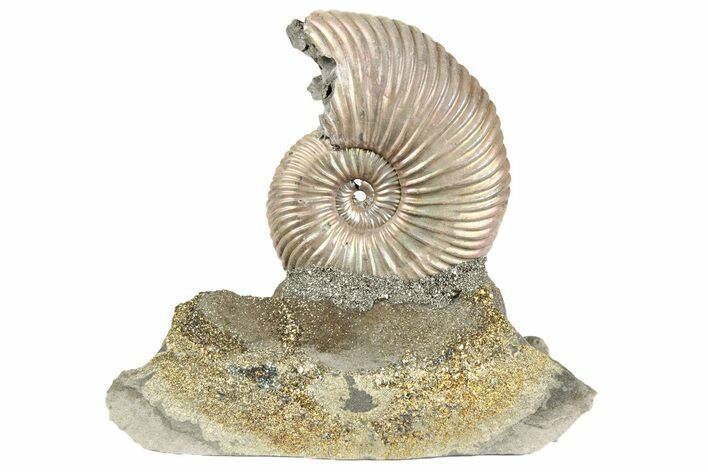 Iridescent, Pyritized Ammonite (Quenstedticeras) Fossil Display #193227